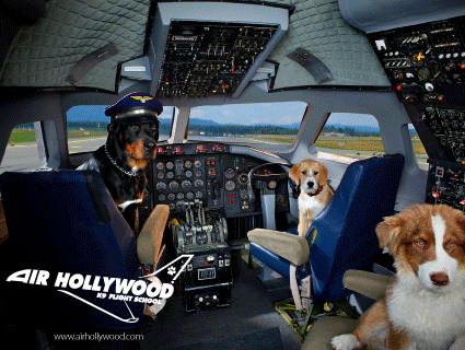 Air Hollywood on Pet Life Radio