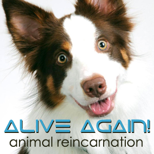 Alive Again on Pet Life Radio