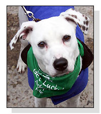 Adopt Angel Lyn  Today!