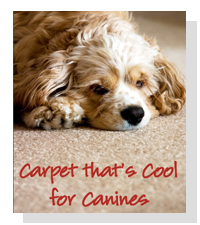 Carpet Classics on Pet Life Radio