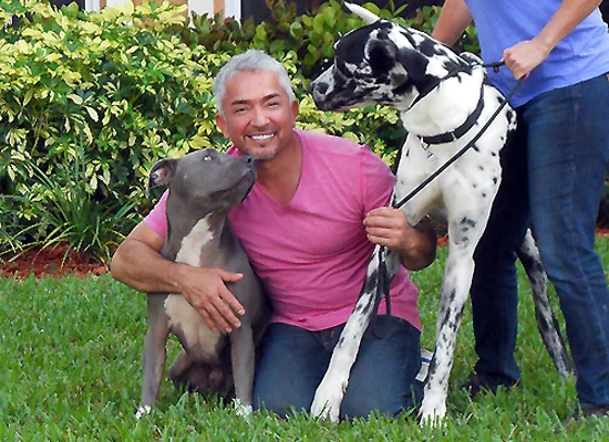 Behind the Scenes with Cesar Millan: Insights into Working Dogs and Service Animals