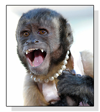 Crystal the monkey on Pet Life Radio