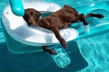 Dog Days of Summer on Pet Life Radio?