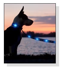 Dog-E-Glow  on Pet Life Radio