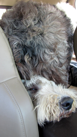 Mac and Molly on Pet Life Radio