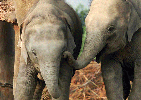 Elephant Experts on Pet Life Radio