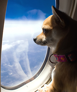 Flying with Fido on Pet Life Radio
