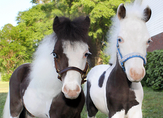 Gentle Carousel MiniatureTherapy Horses on Pet Life Radio