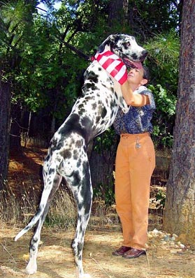 Gibson, the world's tallest dog