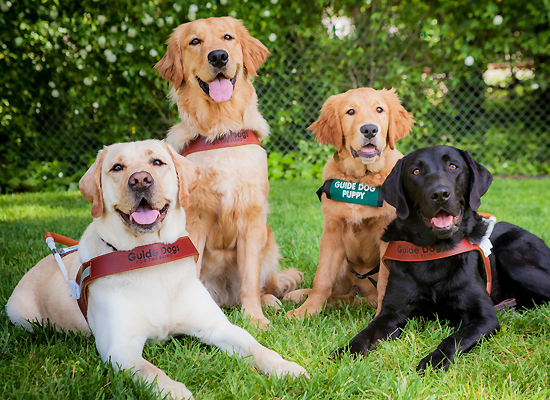 National Guide Dog Month on Pet Life Radio