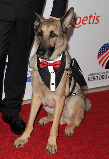 Hero Dog Awards 2015