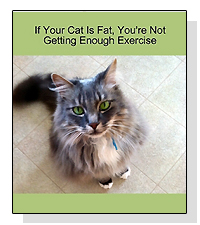 If Your Cat is Fat, You're Not Getting Enough Exercise  on Pet Life Radio