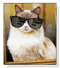 Matilda the Algonquin Hotel Cat on Pet Life Radio