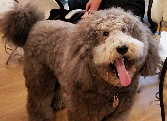 Max the Giant Poodle on Pet Life Radio
