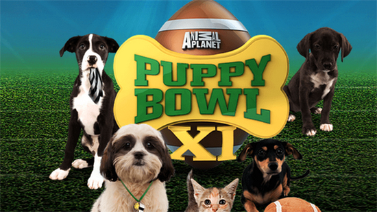 Puppy Bowl on Pet Life Radio