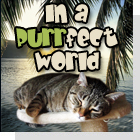 pet podcast - In A Purrfect World