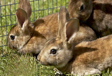 Rabbits on Pet Life Radio