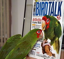 Ratchet admiring her picture on the cover of August 2007 Bird Talk magazine
