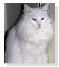 pure white Turkish Angora