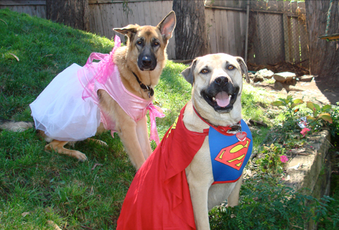 Super Heroes on Pet Life Radio