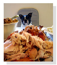 Thanksgiving Safety for Pets on Pet Life Radio