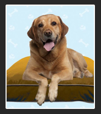 Doggybo Dog Bed  on Pet Life Radio