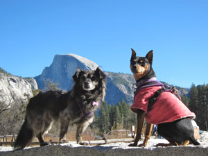 Dogs in Yosemite National Park on Pet Life Radio