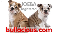 Bullacious Bulldogge - IOEBA Registered Bulldogs 