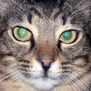 Cattitude on PetLifeRadio.com