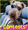 contest1