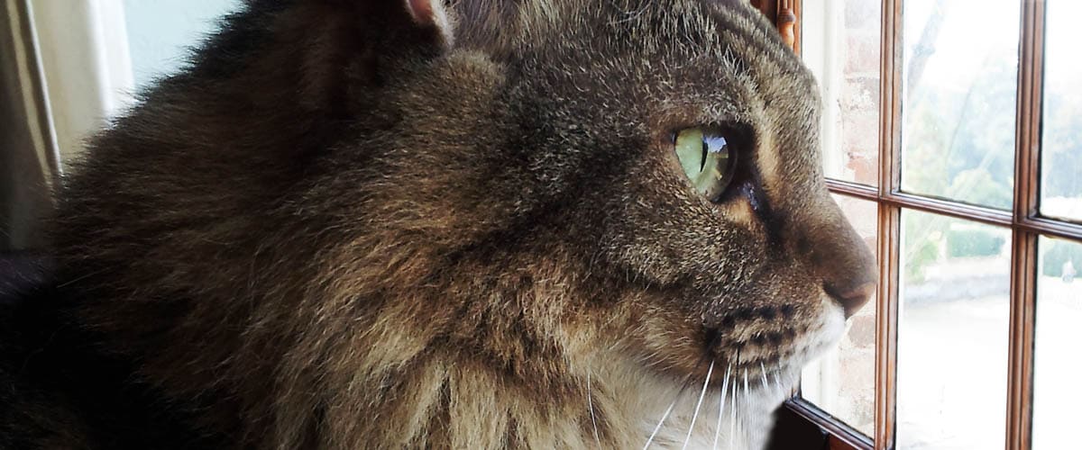 Cattitude cat podcast & cat radio show on Pet Life Radio