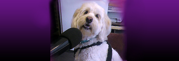 All Paws Pet Talk on Pet Life Radio