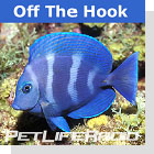 Off The Hook-Tropical & Marine Fish