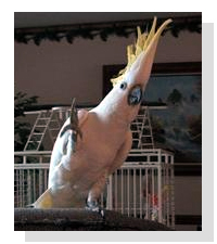 Snowball, the dancing cockatoo