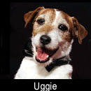 Uggie on A Super Smiley Adventure  on Pet Life Radio