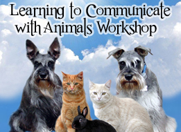 Animal Communication Workshop