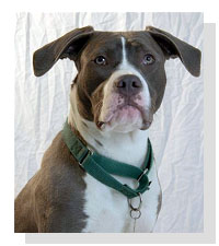 Adopt Blue Today!