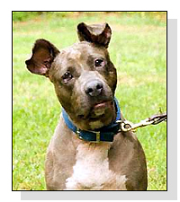 Adopt Bonita Today!