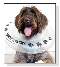 BooBooLoon  on Pet Life Radio