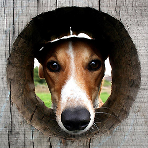 Canine Nation on Pet Life Radio