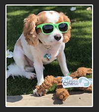 Coco Chew on Pet Life Radio