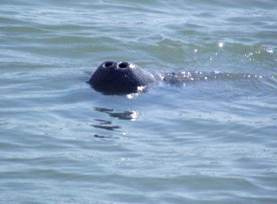 Deborah's Manatee