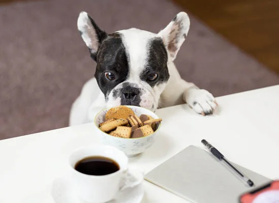 Dog taking food from table on Pet Life Radio 