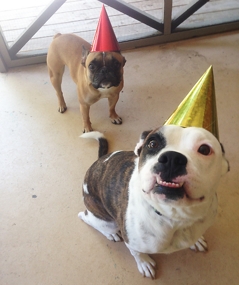 It’s a Birthday PAWty on Pet Life Radio