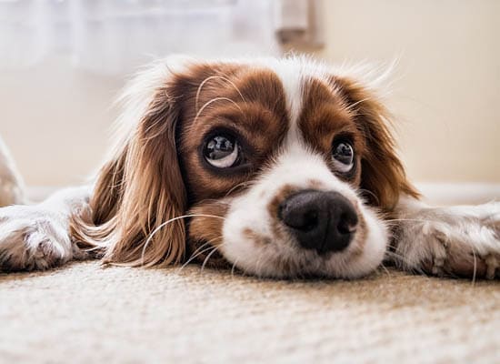 Caring for your pet's eys on Pet Life Radio