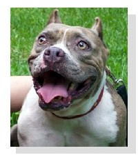 Adopt Duchess Today!