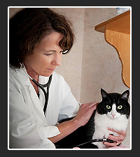 Dr. Elizabeth Colleran  on Pet Life Radio