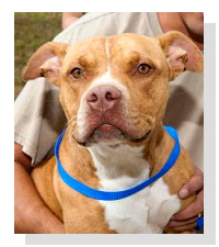 Adopt Elvira today!