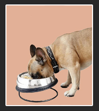 Enhanced Pet Bowl on Pet Life Radio