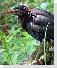 Green Heron